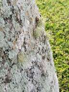 Image of <i>Ramalina denticulata</i>