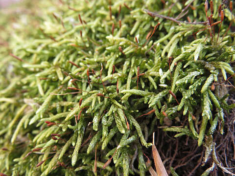 Image of seductive entodon moss