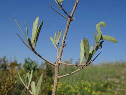 Image of Gymnosporia linearis subsp. lanceolata (E. Mey. ex Sond.) Jordaan