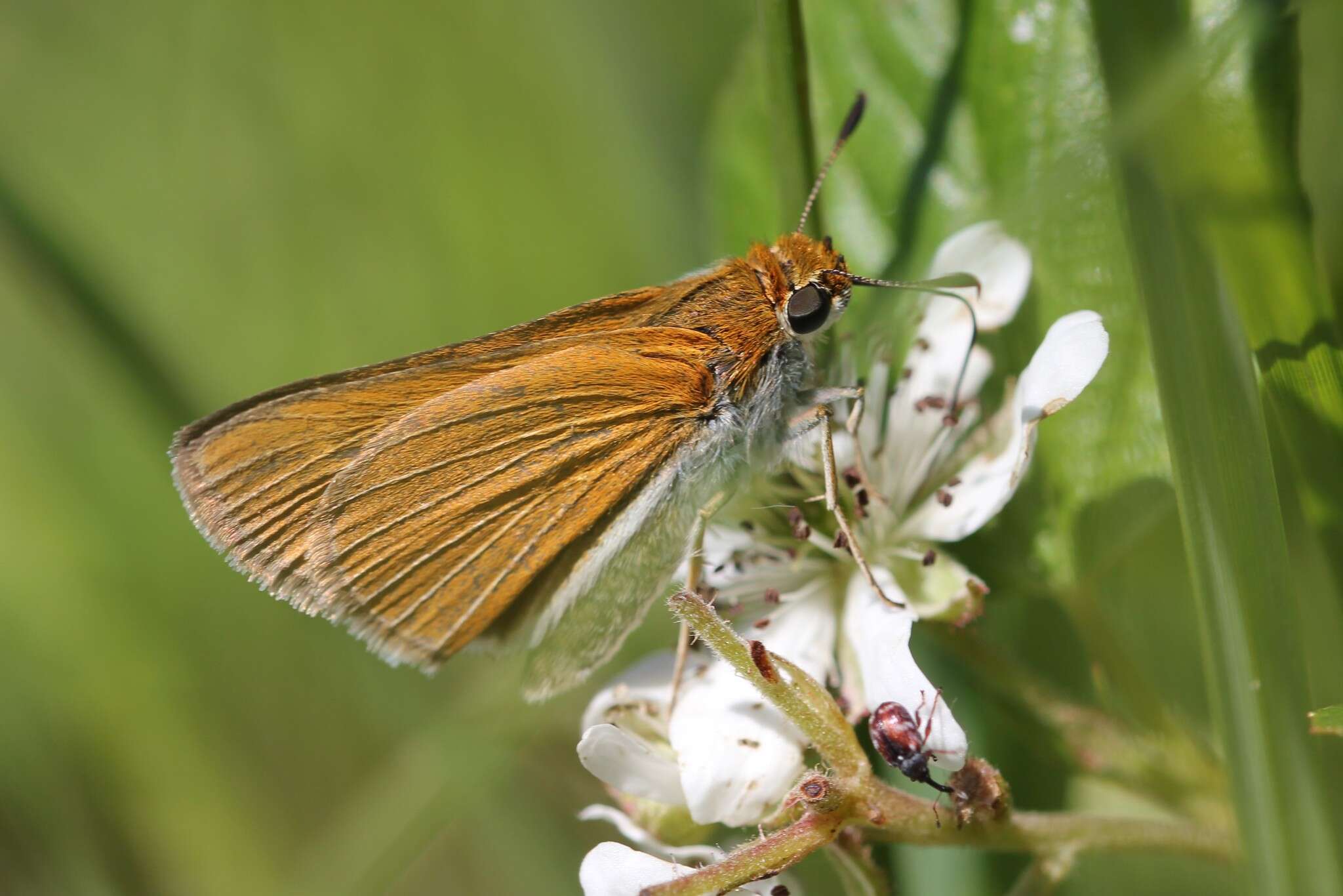 Image of Two-spotted Skipper