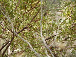 Image de Hakea trifurcata (Sm.) R. Br.