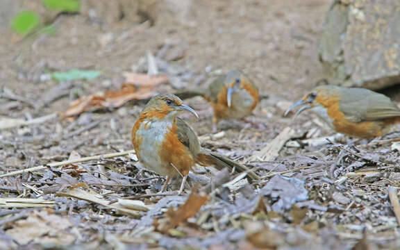 Image of Rusty-cheeked Scimitar Babbler