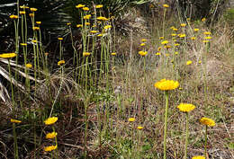 Image of southeastern sneezeweed