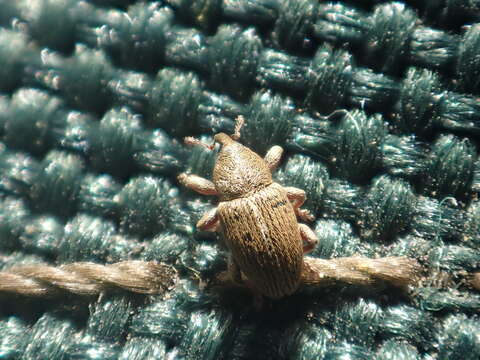 Image of Red Clover Seed Weevil