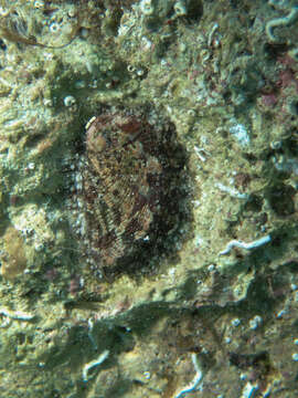 Image of Abalone