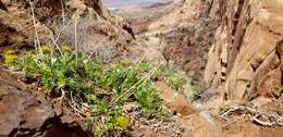 Image of Canyonlands biscuitroot