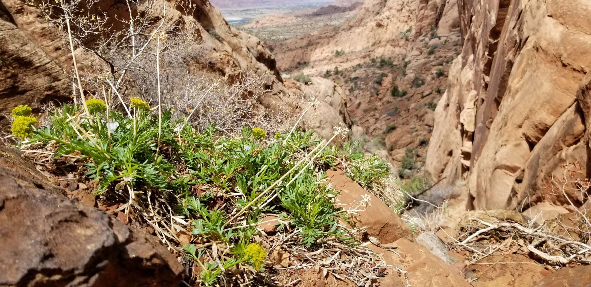 Image of Canyonlands biscuitroot