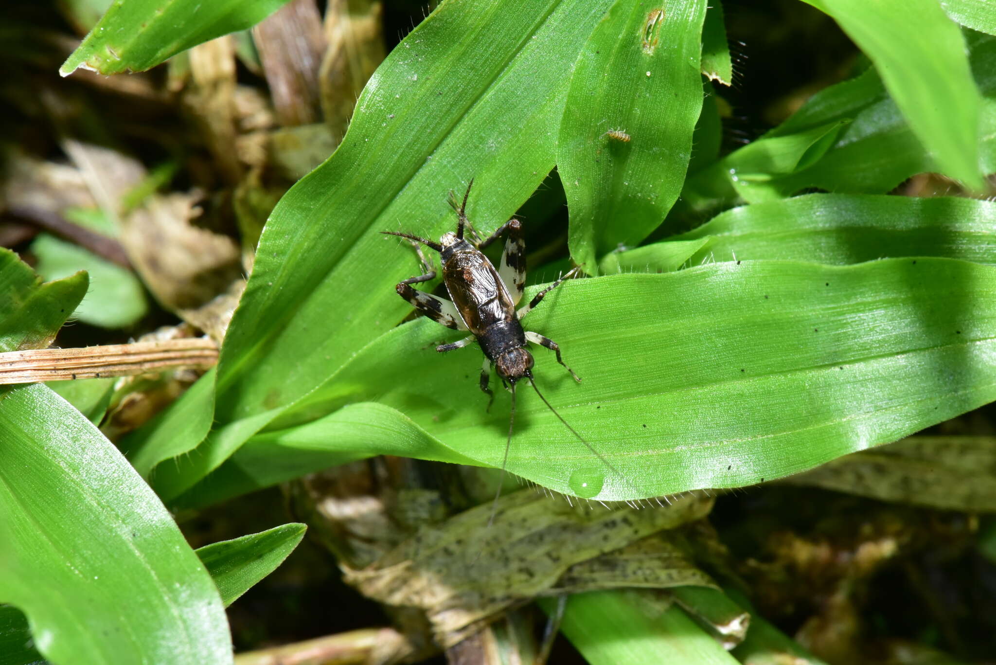 Sivun Dianemobius fascipes (Walker & F. 1869) kuva