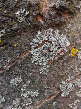 Image of rosette lichen