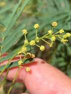 Image of Acacia storyi Tindale