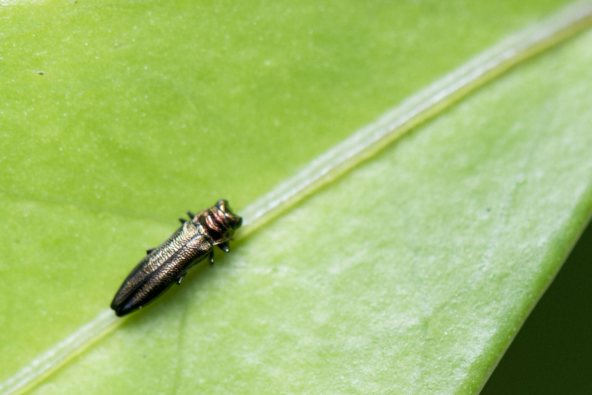 Image of Endelus collaris kerremansi Théry 1927