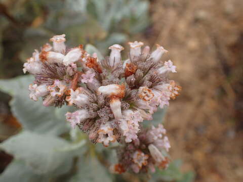 Image of Pacific yerba santa