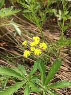 صورة Lomatium bradshawii (Rose ex Mathias) Mathias & Constance