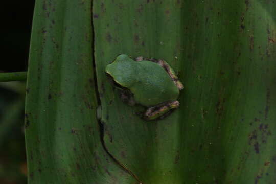 Image of Bird-voiced Treefrog