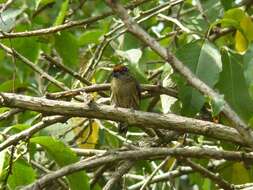 Image of Olivaceous Piculet