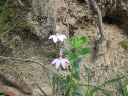 Image of Ornate pink fingers