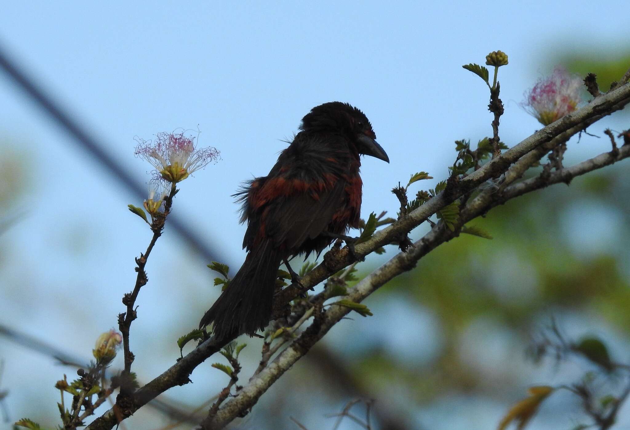 Image of Crimson-backed Tanager