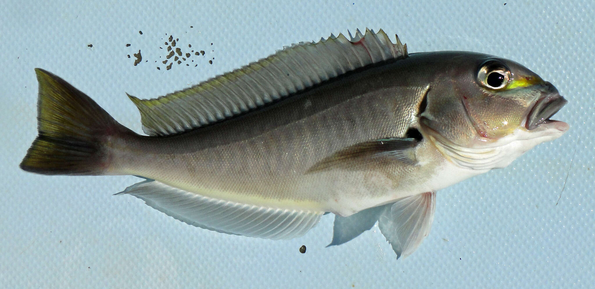 Image of Bighead tilefish