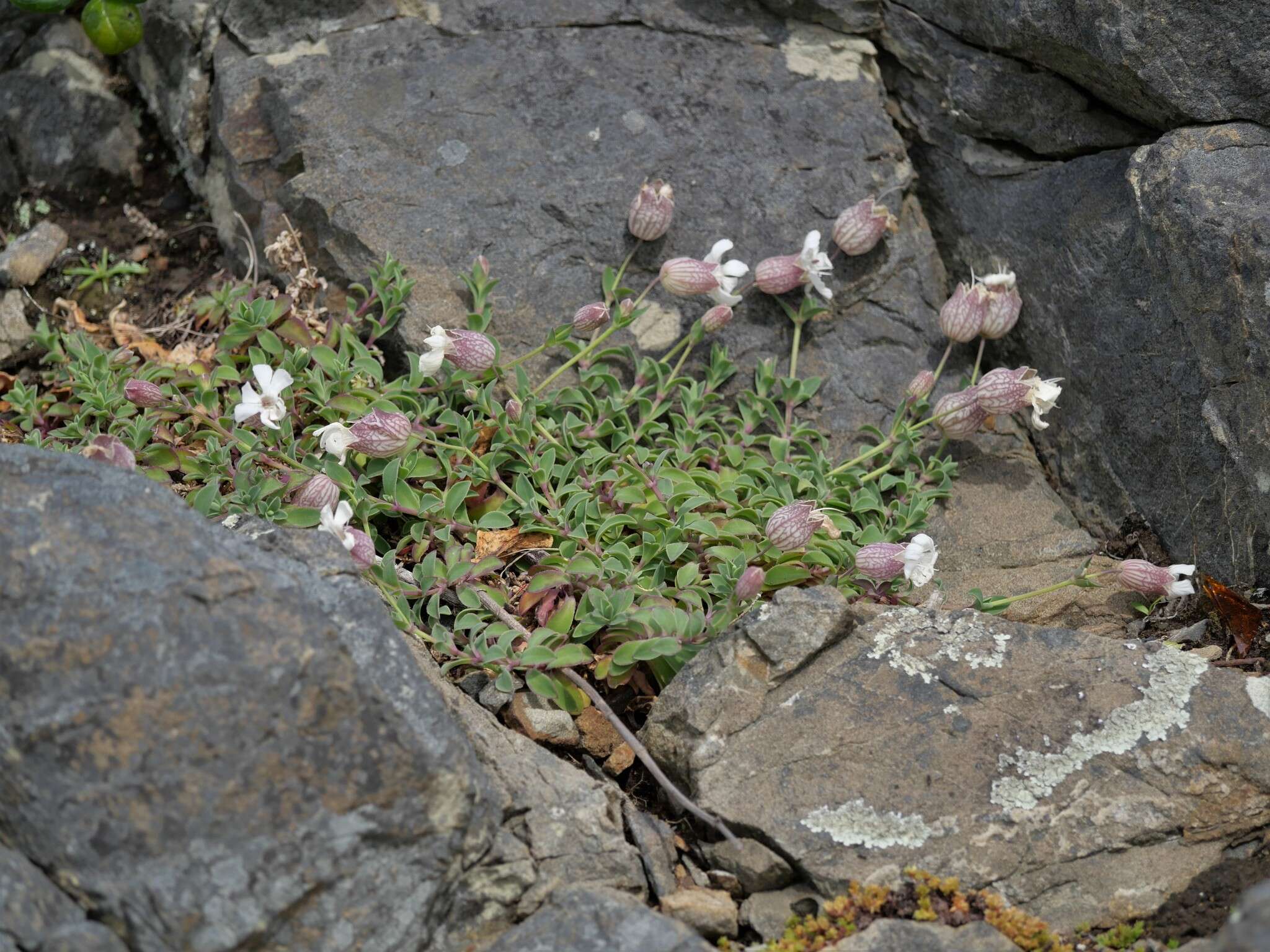 Image of Silene uniflora subsp. uniflora