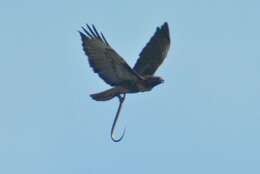 Imagem de Buteo jamaicensis calurus Cassin 1855