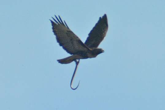 Image of Buteo jamaicensis calurus Cassin 1855