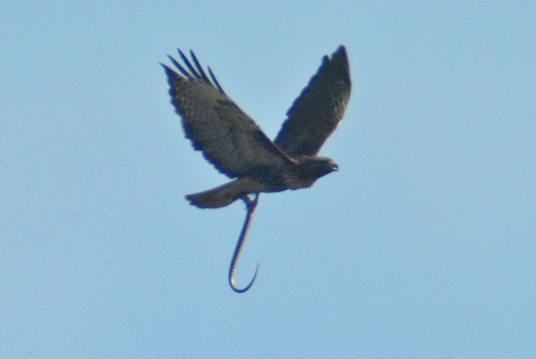 Imagem de Buteo jamaicensis calurus Cassin 1855