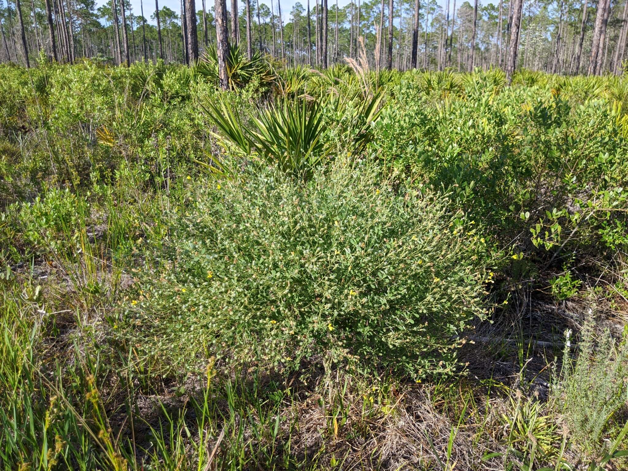 Слика од Baptisia lecontei Torr. & A. Gray