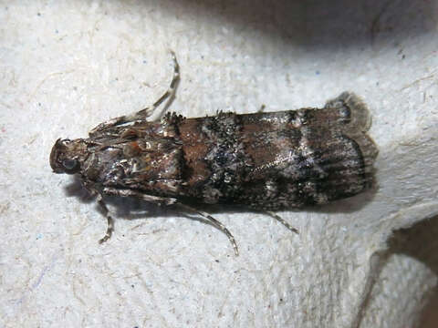 Image of Zimmerman Pine Moth