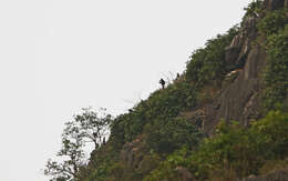 Image of Delacour's Langur