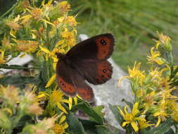 Image of Erebia montanus De Prunner 1798