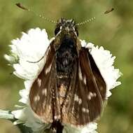 Image of Taractrocera danna Moore 1865