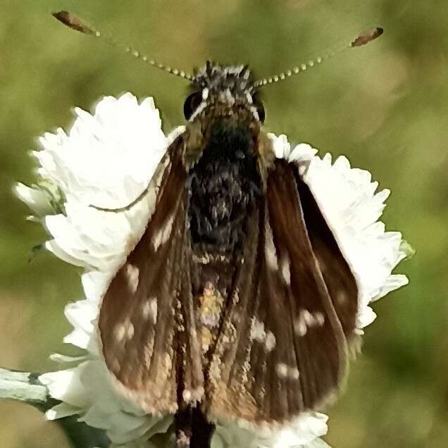 Image of Taractrocera danna Moore 1865