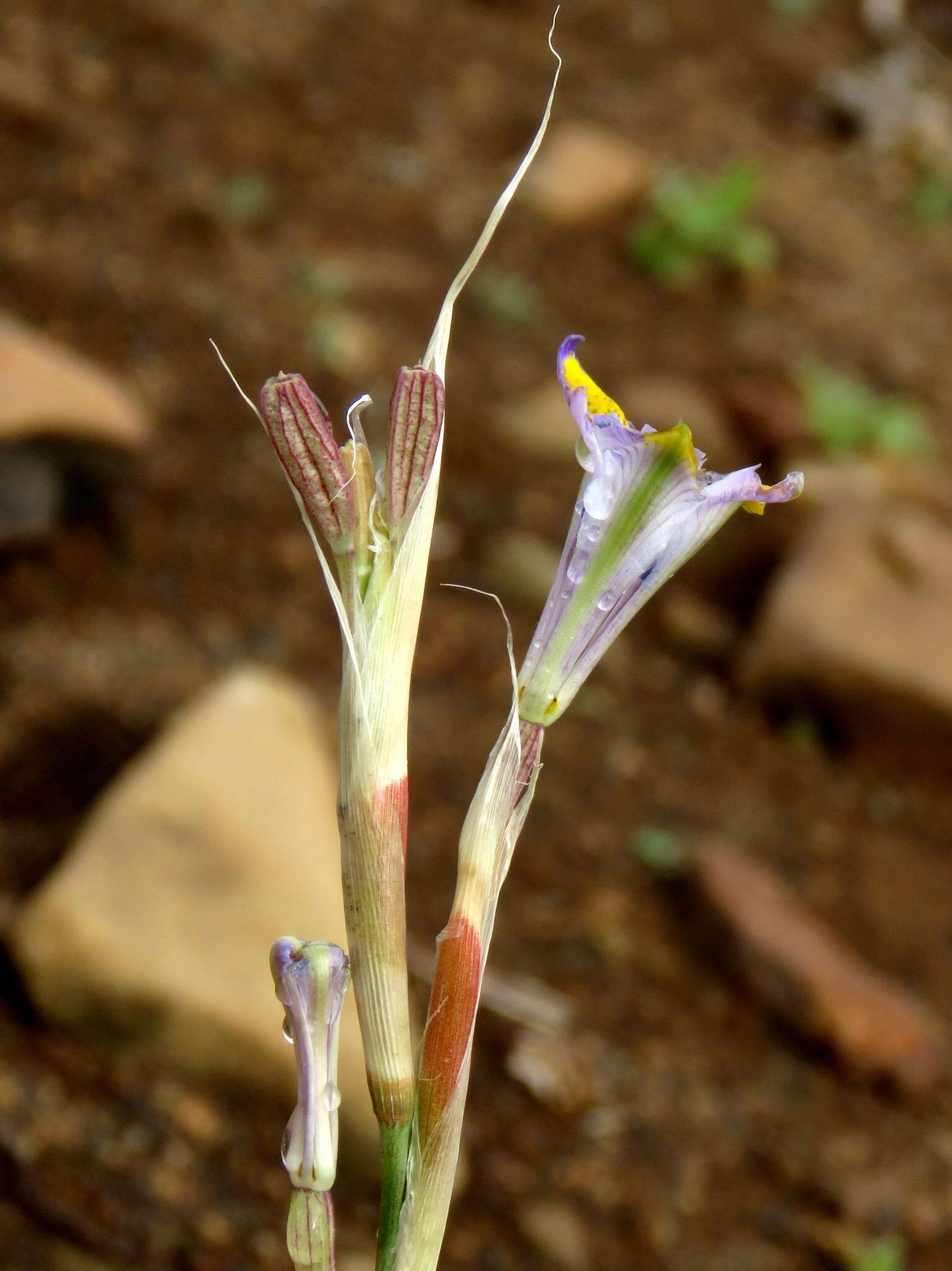 Image of blue-tulip