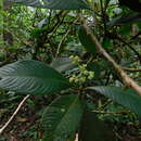 Image of Psychotria micrantha Kunth