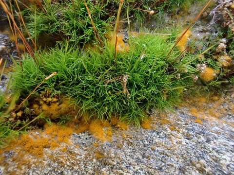 Image of distichium moss