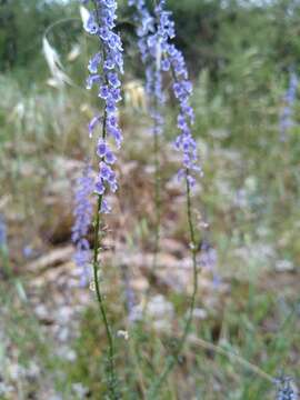 Anarrhinum bellidifolium (L.) Willd.的圖片