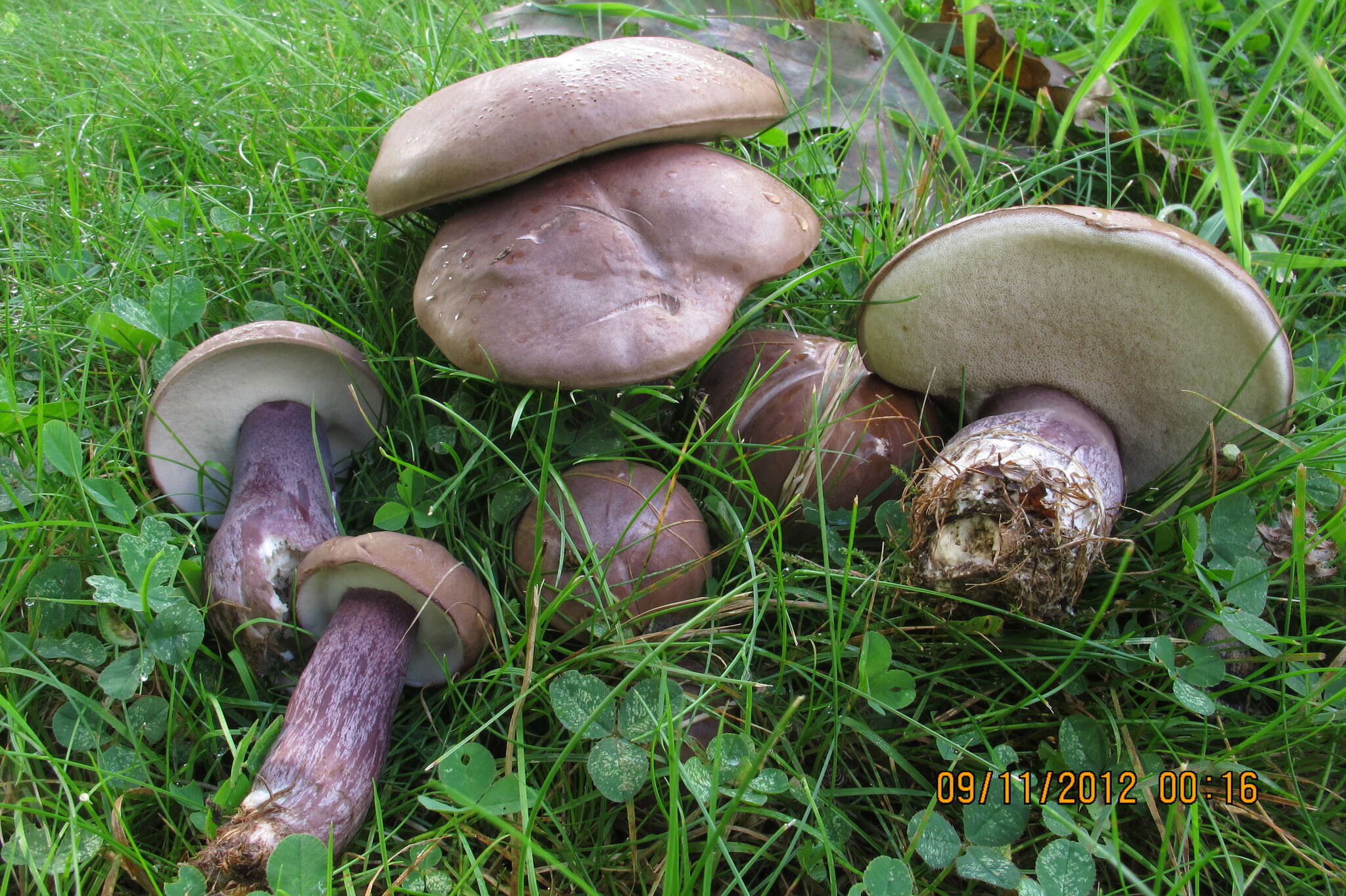 Image of Tylopilus plumbeoviolaceus (Snell & E. A. Dick) Snell & E. A. Dick 1941