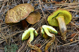 Imagem de Boletus brunneotomentosus B. Ortiz 2007