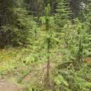 Image of subalpine fir