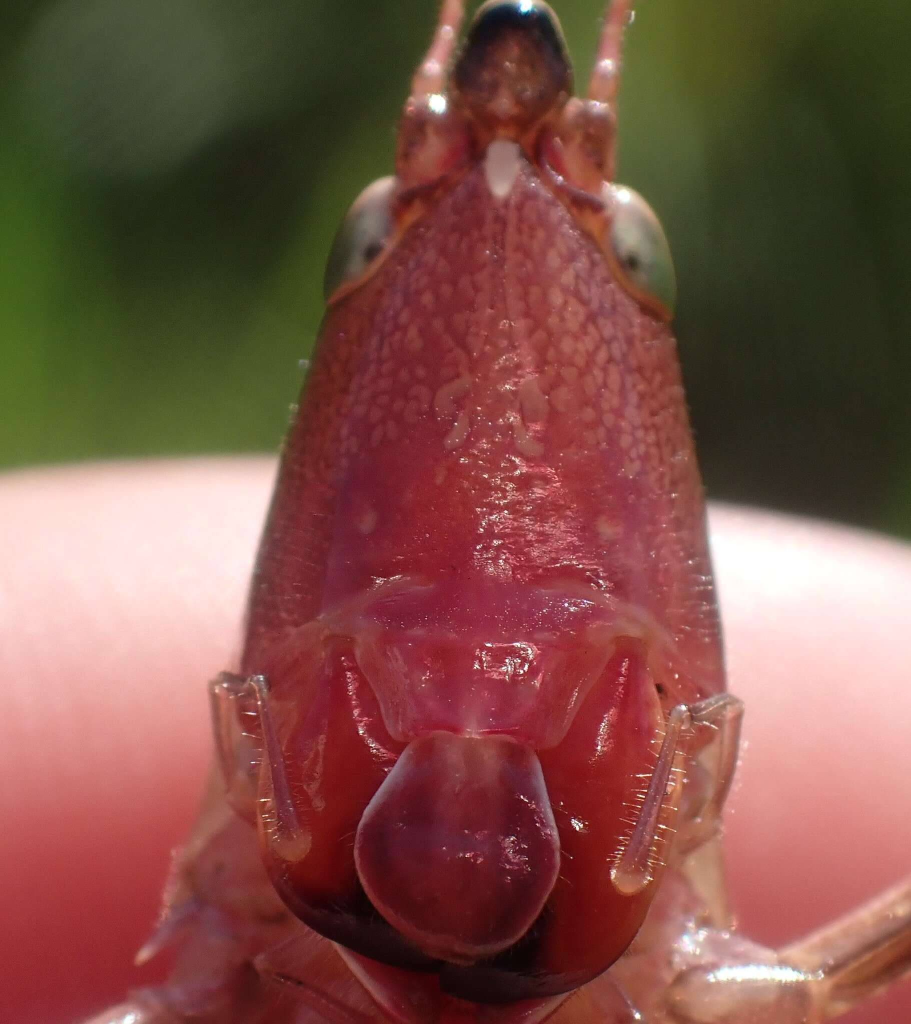 Image of Caudell's Conehead