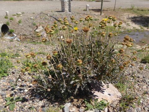 Imagem de Grindelia chiloensis (Cornel.) Cabrera