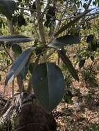 Image of Port Jackson fig