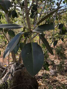 Image of Port Jackson fig