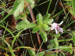 Sivun Dyschoriste decumbens (A. Gray) Kuntze kuva