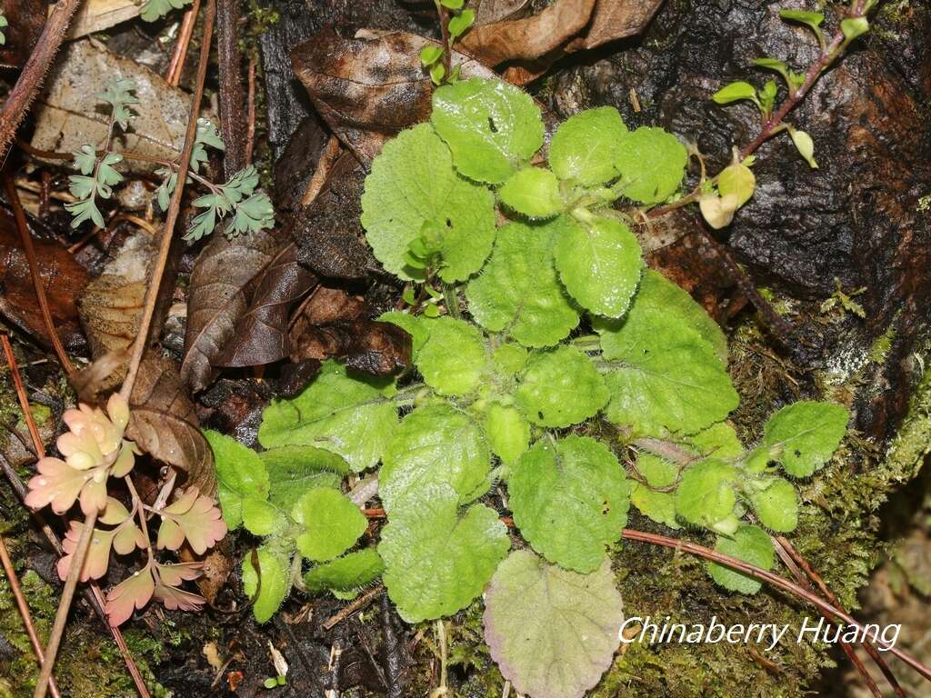 Image of Viola diffusa Ging. ex DC.