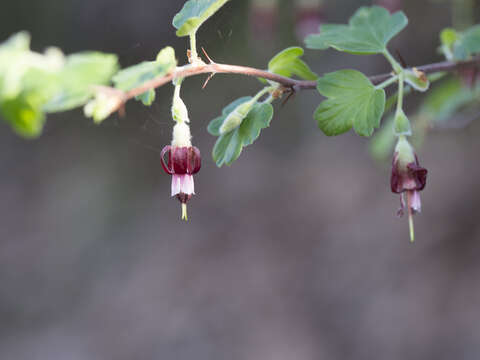 Image of Ribes roezlii var. roezlii