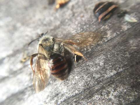 Image of Andrena erythrogaster (Ashmead 1890)