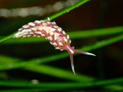 Image of Babakinidae Roller 1973