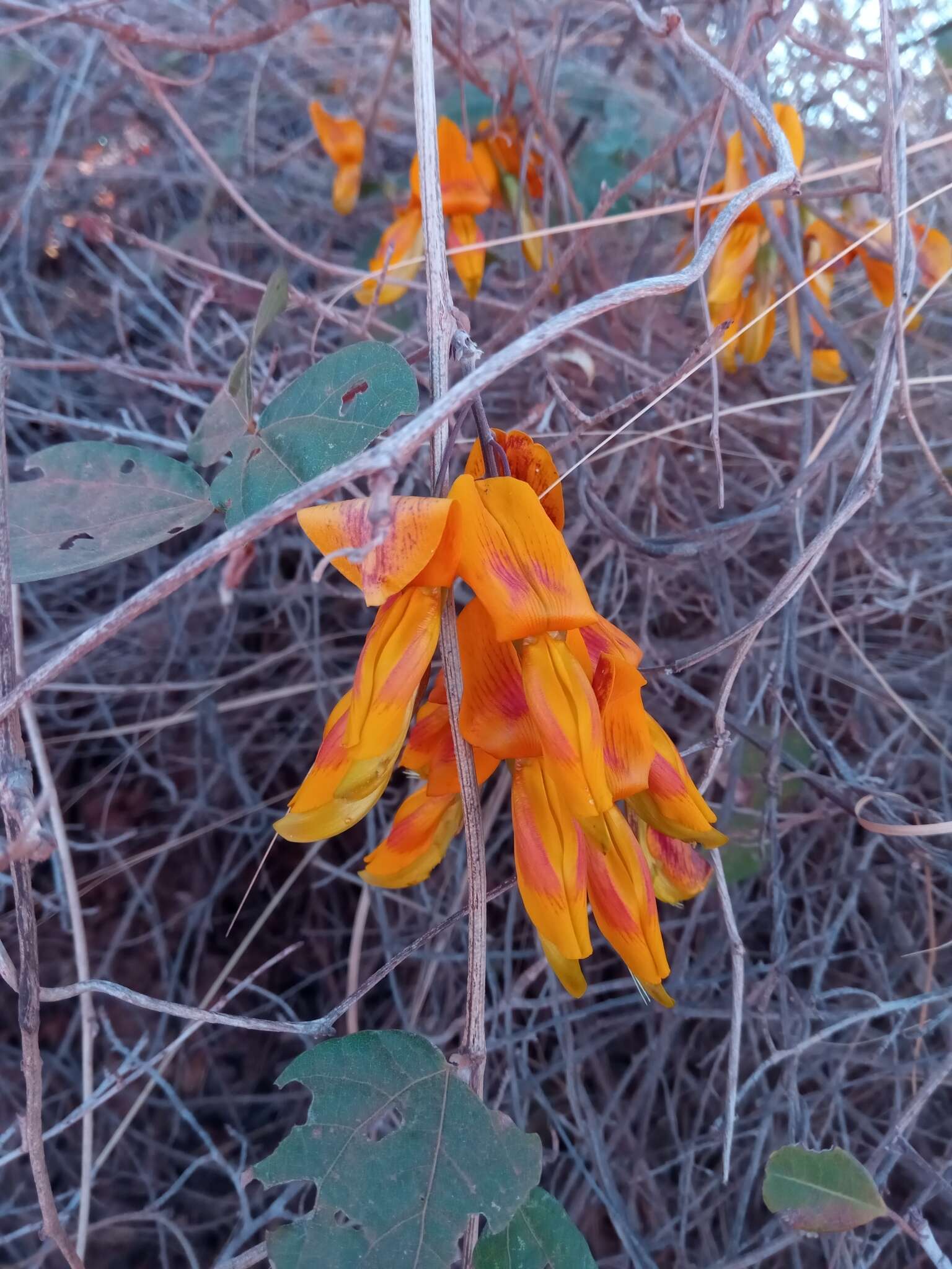 Plancia ëd Rhynchosia baukea Du Puy & Labat