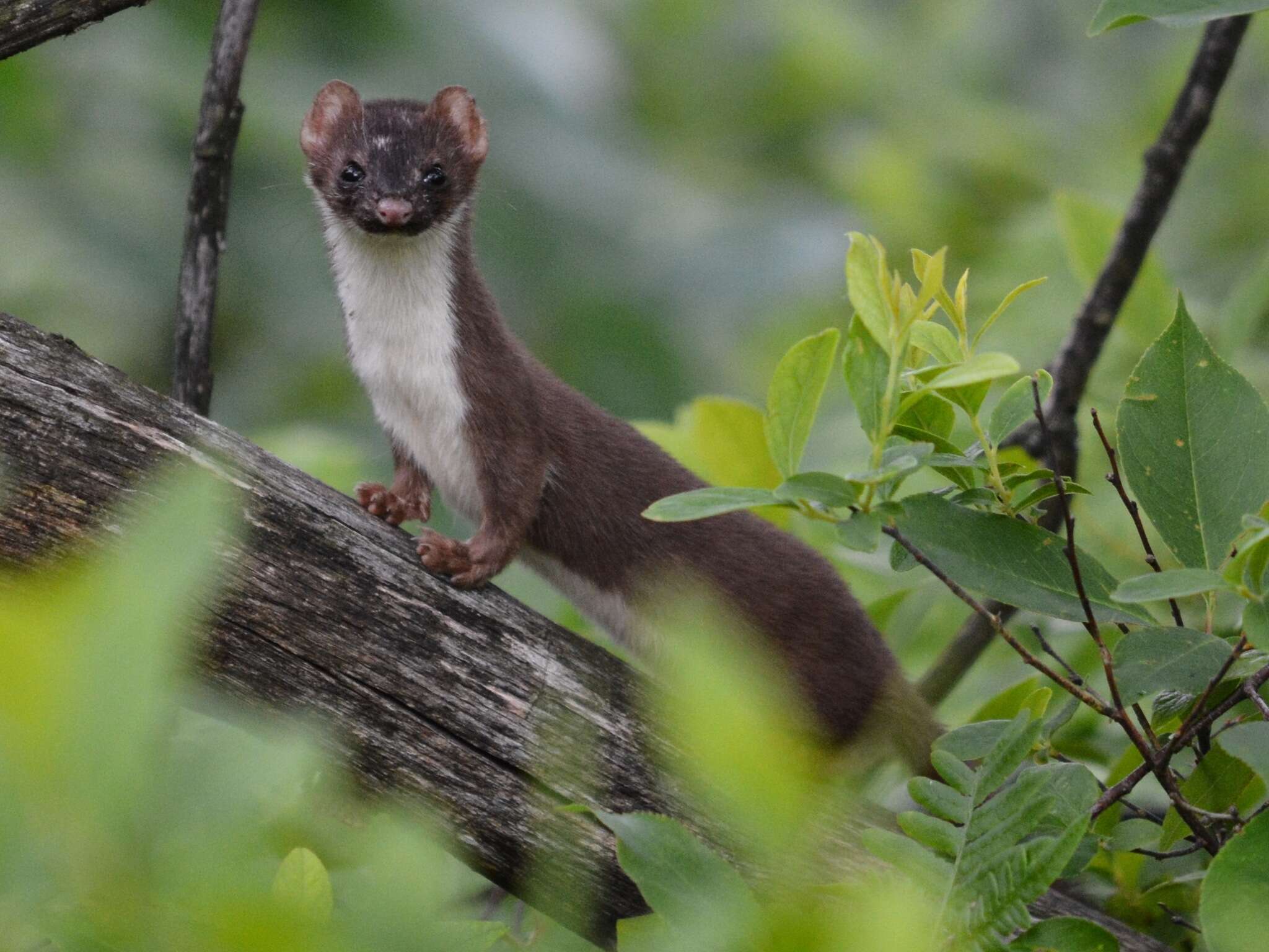 Image of Mustela erminea richardsonii Bonaparte 1838